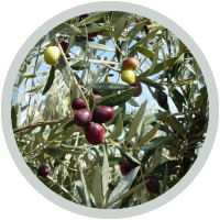 olives-branches