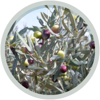 olives-tournantes