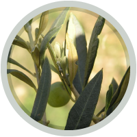 olives-vertes