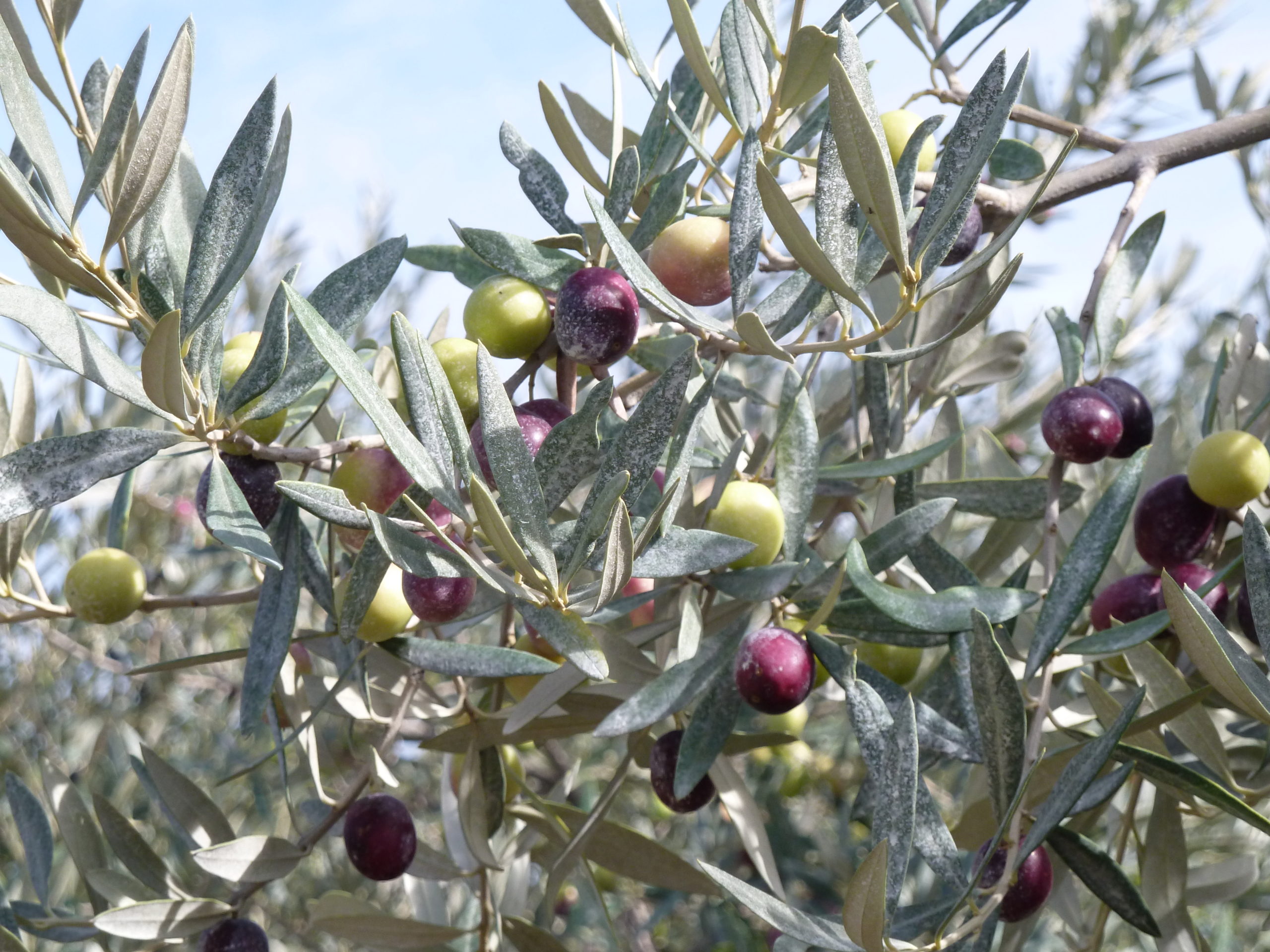 Olives tournantes